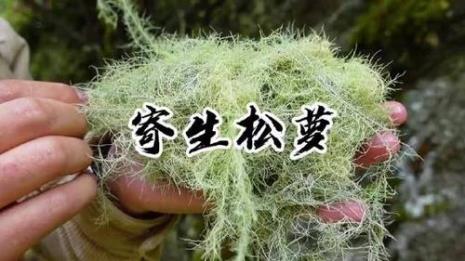 什么植物会寄生在松树上