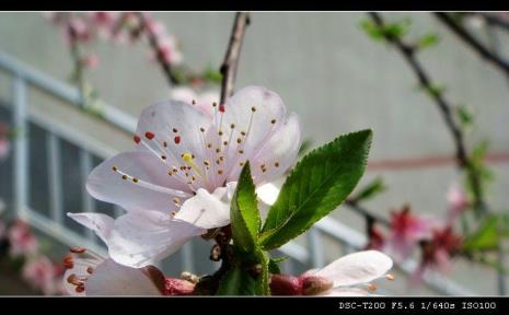 三月的桃花是什么