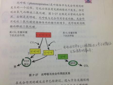 卡尔文循环的产物