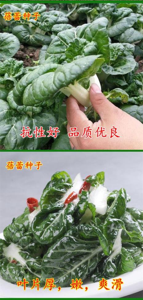 青梗小白菜和奶油小白菜哪个好