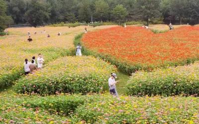 北京花海公园免费景点