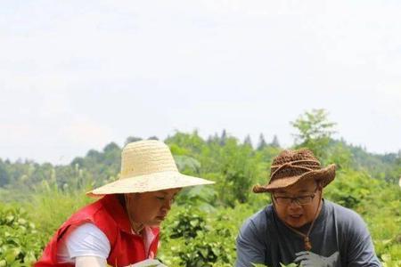 中药种植基地趣味宣传标语