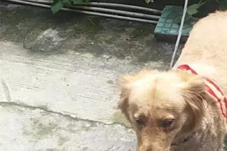 金毛犬走丢了怎么找