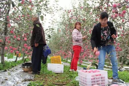 怎样找收苹果的客商