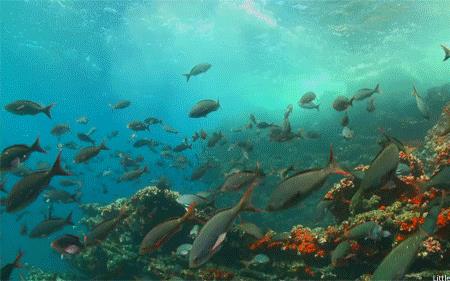 形容海底生物自由自在的文案