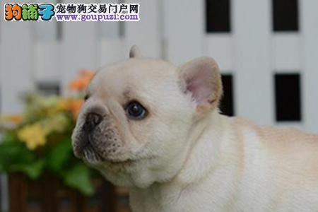 什么原因导致法牛犬狗狗呕吐