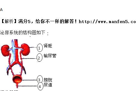 a段和b段有什么区别