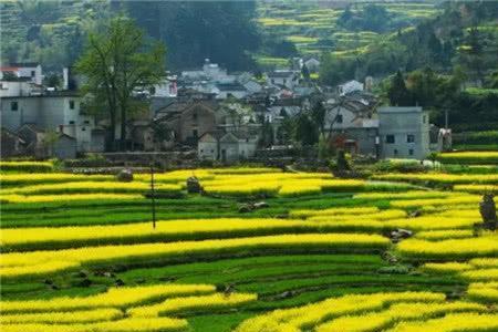 三季稻原产地