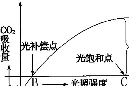 为什么弱光处理后光合强度下降