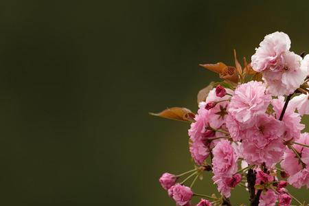 杜仲树和樱花树的区别