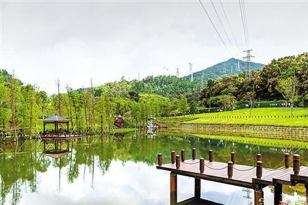 坝光银叶湿地开放时间