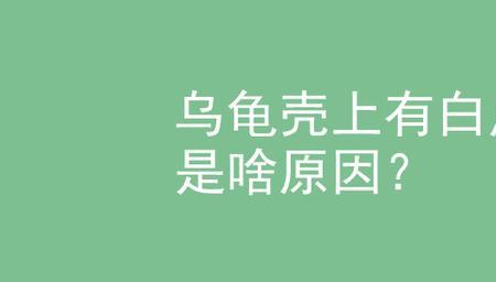 有什么办法可以让乌龟彻底不臭