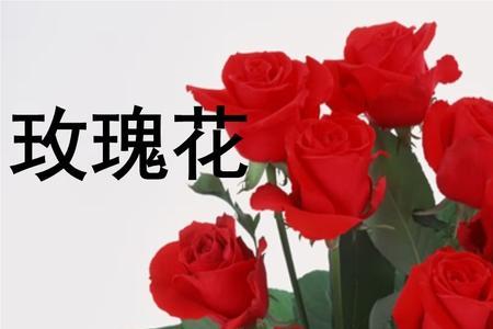 赞美玫瑰花的词语