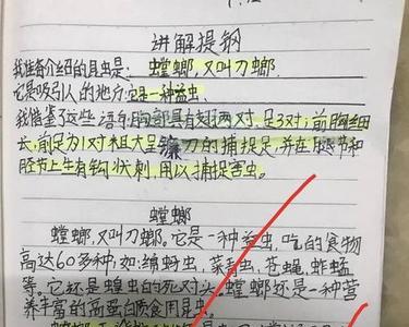 昆虫备忘录怎么写一百字