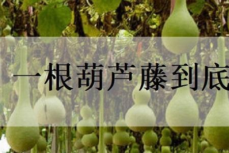 小葫芦掐尖几次