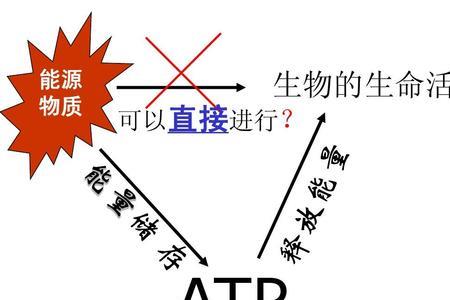 ATP释放的能量有哪些用途