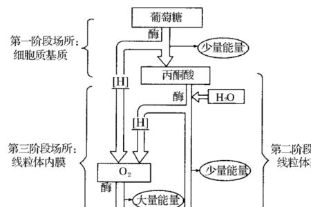 atp的产生方式