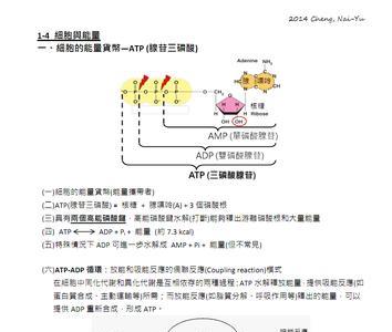 ATP中的腺苷