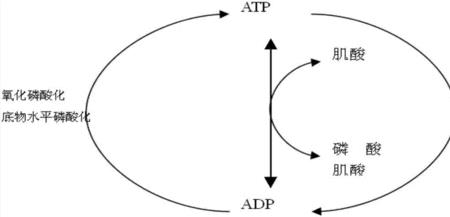 ATP和ADP是什么意思