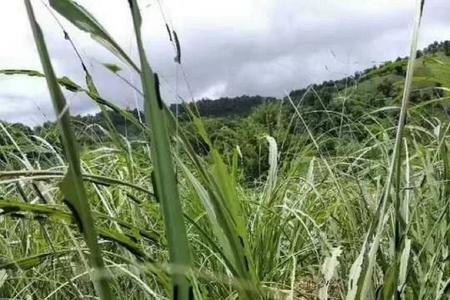 甘蔗死心喷什么农药