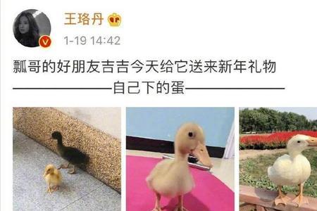 鸭子眼中的世界是什么颜色的