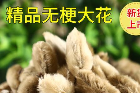 河北玉兰花是什么茶