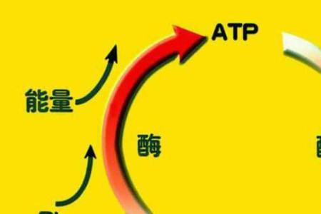 atp和cp统称为