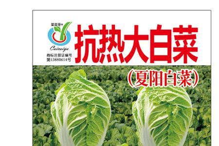 夏阳白菜栽培和管理技术