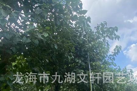 小盼菩提树与小叶菩提树的区别