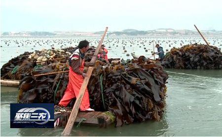 海带怎么种的