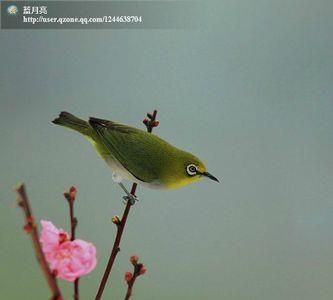 鸟语花香什么季节最好