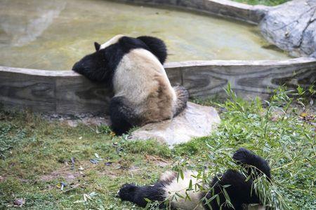 永川野生动物园有熊猫吗