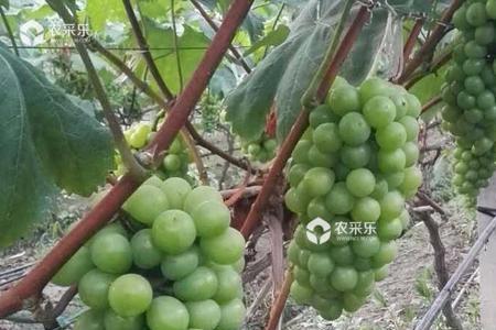 郁金香葡萄种植方法