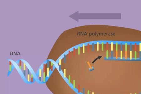 核糖体中为什么有RNA