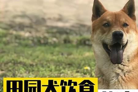 田园犬吃什么