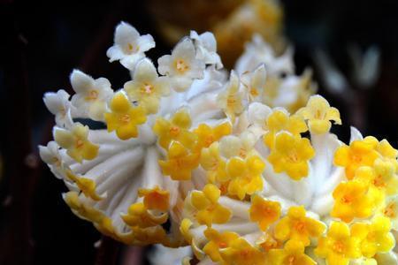 结香花高温会死掉吗