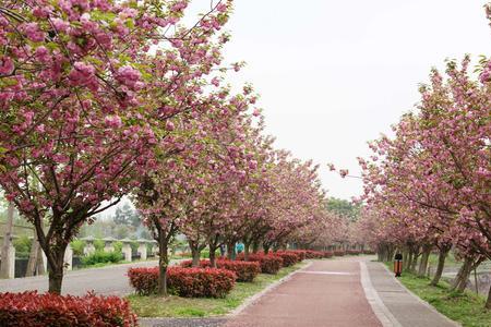 凤凰湖看樱花哪个门进