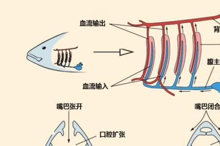 鱼离开水久了如何抢救