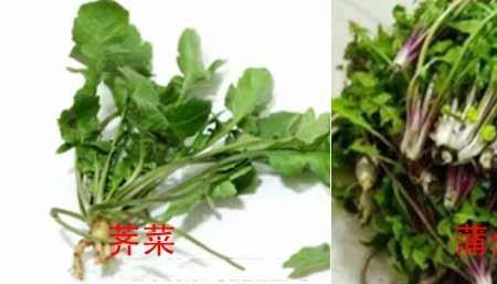 荠菜和旱菜区别