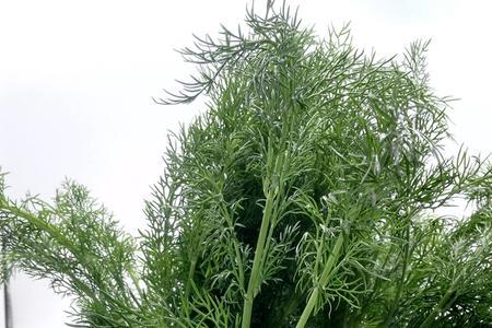 什么季节的茴香最好