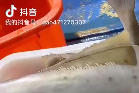 做马面鱼鱼为什么要去皮