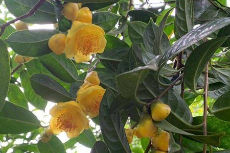 金花茶高空压枝什么季节最好