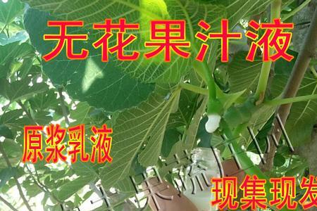 无花果的汁液有上门回收的吗