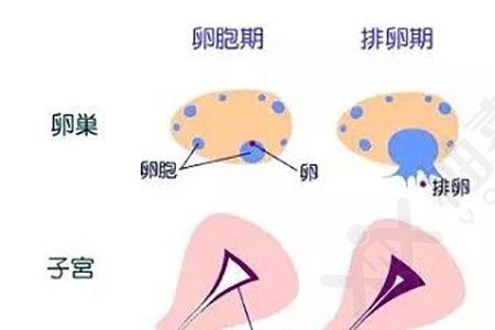 猫的黄体期时间为