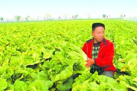 成都大白菜种植时间和方法