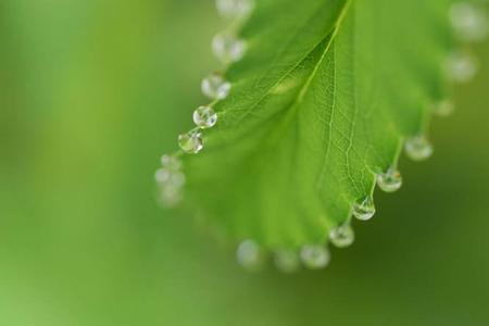 清晨雨露是什么意思