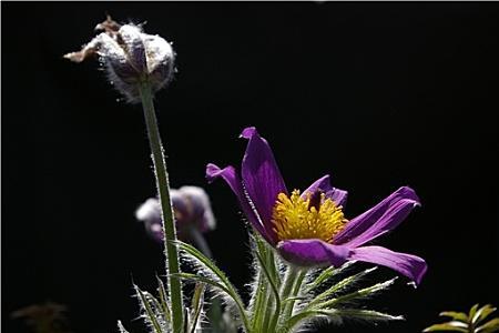 银莲花怎样授粉