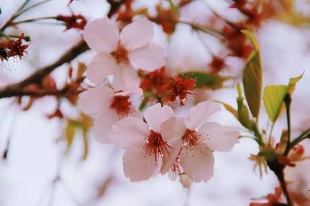 樱花树下的落寞意思