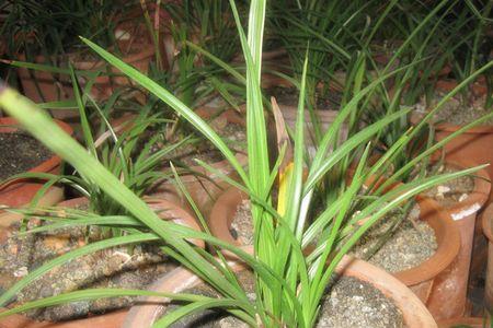 种植野生兰花国家扶持不