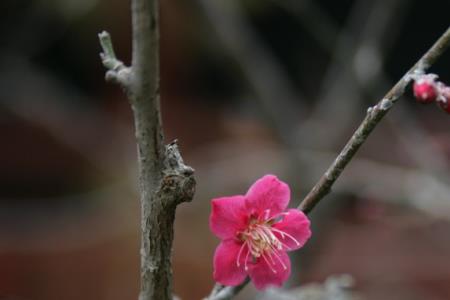 桃花落的时候什么节气